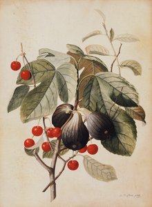 Figner og kirsebær, 1747 af Georg Dionysius Ehret