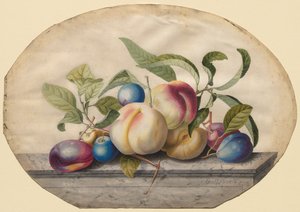 Frugtarrangement: Fersken og lod på en plade af marmor, 1742. af Georg Dionysius Ehret