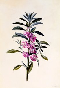 Havebalsam Impatiens Balsamina, ca. 1746 håndkoloreret gravering.