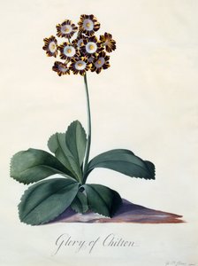 Glory of Chilton c. 1745 håndfarvet gravering. af "Georg Dionysius Ehret
