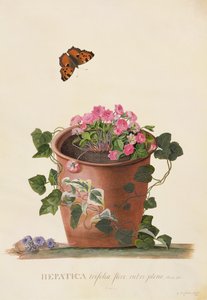 Hepatica trifolia (Nobilis), 1745 (gouache på vellum) af Georg Dionysius Ehret