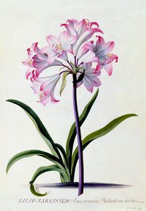Lilio Narcissus, ca. 1744 håndfarvet gravering.