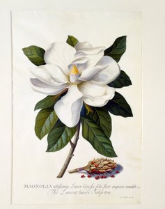 Magnolia Grandiflora, ca. 1743 håndkoloreret gravering.