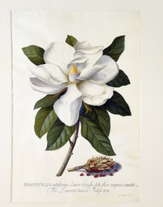 Magnolia grandiflora, ca. 1743 (håndkoloreret gravering)