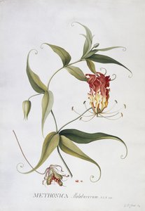 Methonica, af Georg Dionysius Ehret