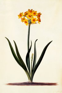 Narcissus, ca. 1745 håndfarvet gravering. af "Georg Dionysius Ehret
