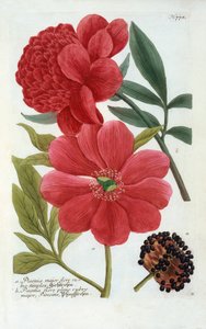 Paeonia, håndfarvet gravering. af "Georg Dionysius Ehret