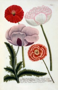Papaver, håndkoloreret gravering fra 1737.