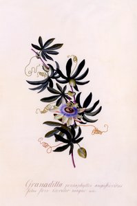Passiflora Granadilla, ca. 1745 håndfarvet gravering. af "Georg Dionysius Ehret