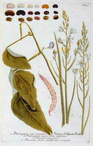Phalangium, 1737 håndfarvet gravering. af "Georg Dionysius Ehret