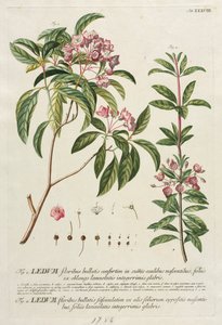 Udvalgte planter 38 af Georg Dionysius Ehret