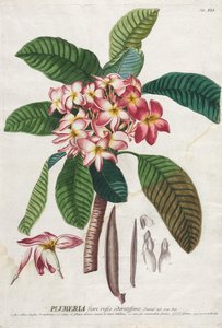 Udvalgte planter 41 af Georg Dionysius Ehret