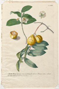 Udvalgte planter 43 - Guaiaba. af Georg Dionysius Ehret