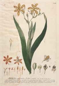 Udvalgte planter 52 - Ixia. af Georg Dionysius Ehret