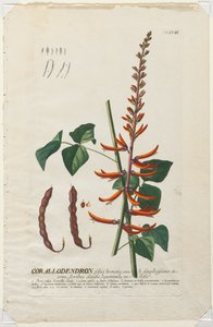 Udvalgte planter 58 - Corallodendron. af Georg Dionysius Ehret