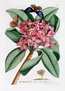Plumeria, ca. 1749 håndkoloreret gravering.