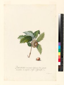 Quercus Orientalis, 1742 (wc og kropsfarve på vellum)