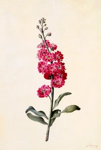 Aktie Matthiola Incana, ca. 1746 håndkoloreret gravering. af "Georg Dionysius Ehret
