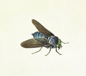 Hestefluen, 1700-tallet af Georg Dionysius Ehret