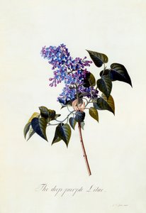Den dyb-lilla lilla. af "Georg Dionysius Ehret