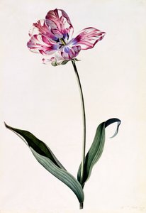 Tulipan, ca. 1745 håndfarvet gravering.
