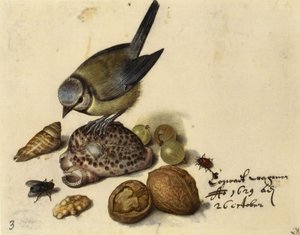 Stilleben med blåmejse, skaller, frugter og insekter, 1629. af Georg Flegel