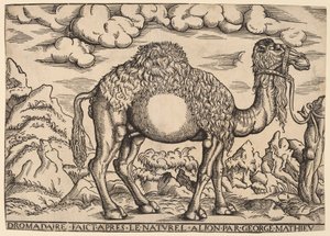 En Dromedar af Georg Mattheus