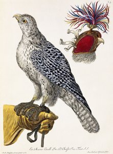 Falkejagt, plade 3, fra "Delights of Nature Selected", 1771 af Georg Wolfgang Knorr