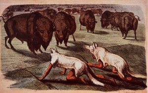 Indianere fra nordamerikanske sletter kryber op på græssende bøfler, mens de bærer ulveskind, ca. 1840 (farve litho) af George (after) Catlin
