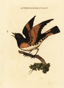 Amerikansk rødstjert, Setophaga ruticilla af George (after) Edwards