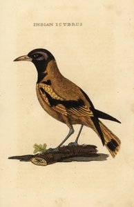 Audubons oriole eller sorthovedet oriole, Icterus graduacauda