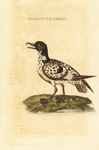 Kappetrel, Daption capense af George (after) Edwards