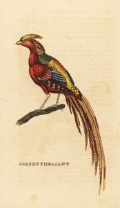 Guldfasan, Chrysolophus pictus