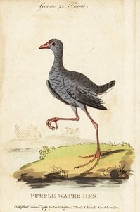 Gråhovedet sump, Porphyrio poliocephalus af George (after) Edwards