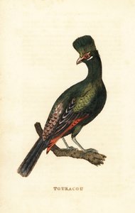 Guinea turaco eller grøn turaco, Tauraco persa