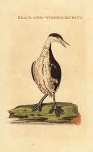 Hjørnedykker, ung, Podiceps auritus af George (after) Edwards