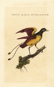 Konge-paradisfuglen, Cicinnurus regius
