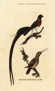 Langhalet paradis whydah, Vidua paradisaea og rødbrun kolibri, Selasphorus rufus af George (after) Edwards