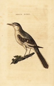 Nordlig mockingbird, Mimus polyglottos