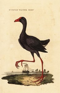 Lilla sumpen, Porphyrio porphyrio af George (after) Edwards