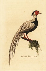 Sølvfasan, Lophura nycthemera