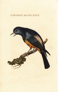 Sølvbarmet Tanager, Tangara Velia af George (after) Edwards