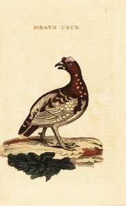 Ryper, Falcipennis canadensis canace af George (after) Edwards
