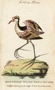 Wattled jacana, Jacana jacana af George (after) Edwards
