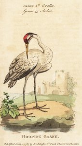 Kigrende kran, Grus americana