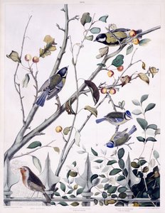 Rødt bryst (Robin), Stormejse (han og hun) og blå mejs (han og hun), ca. 1841 (håndfarvet gravering) af George (after) Shield