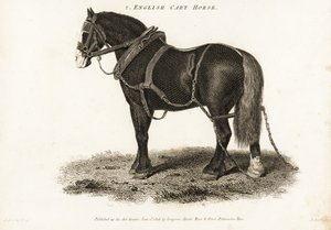 Engelsk Cart Horse eller Shire trækhest.
