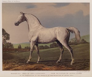 Nambrino, opdrættet af Lord Grosvenor, i besiddelse af markisen af Westminster, i Eaton Hall (farve litho)