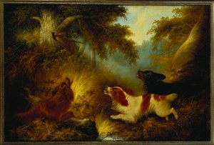 Spaniels sætter en fasan op