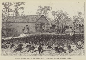 Fodring af kalkuner på en stor kalkunfarm, Washington Hollow, Dutchess County af George Augustus Sala
